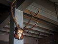 Big deer antlers mounted on wood board decoration on concrete pole Royalty Free Stock Photo