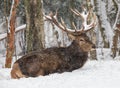 The big deer lies under faling snow. The trophy antlered stag with in the snow. Adult noble deer with large horns covered with sno