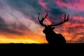 A big deer silhouette. The deer is resting and watching the environment. Beautiful sunset and orange sky in the background.