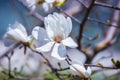 Big delicate white magnolia flower blossom on tree branch in spring day Royalty Free Stock Photo