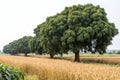 Big dense mango trees in farms surrounded by wheat fields Royalty Free Stock Photo