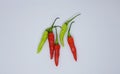 Big devil chili withe bagraound Royalty Free Stock Photo