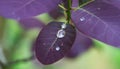 Big dew drop on purple leaf Cotinus coggygria Royal Purple. Blurred green background of the garden. Nature concept