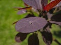 A big dew drop on purple leaf Cotinus coggygria Royal Purple. Dark green background Royalty Free Stock Photo