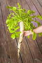 Big Dikon radish Royalty Free Stock Photo