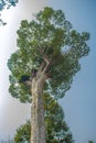 Big Dipterocarpus alatus tree bark, looking up. Dipterocarpus alatus also known as 'Yang Na' in Thai language, is a tropical for Royalty Free Stock Photo