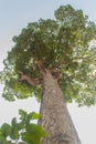 Big Dipterocarpus alatus tree bark, looking up. Dipterocarpus alatus also known as 'Yang Na' in Thai language, is a tropical for Royalty Free Stock Photo