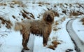 Komondor hungarian sheep dog Royalty Free Stock Photo