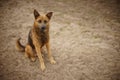 Big dirty ginger black wolf dog sits on the muddy sand