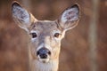 Big Doe Eyes Royalty Free Stock Photo