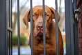 big dog behind a gate signifying home protection