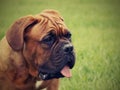 Big Dog - Bordeaux Mastiff Royalty Free Stock Photo