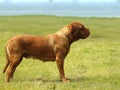 Big Dog - Bordeaux Mastiff