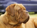 Big Dog - Bordeaux Mastiff Royalty Free Stock Photo