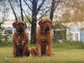 Big Dog - Bordeaux Mastiff Royalty Free Stock Photo