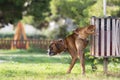 Big dog boxer peeing in a park. Royalty Free Stock Photo