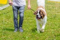 Big dog breed moscow watchdog near the owner in the park on a walk