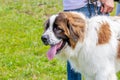 Big dog breed moscow watchdog near the owner in the park on a walk