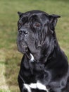 Big Dog The Cane Corso is a large Italian Molosser.