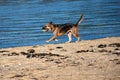 Big dog carrying a tennis ball in his mouth on the beach Royalty Free Stock Photo