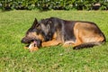 Big dog of the Caucasian shepherd breed Royalty Free Stock Photo