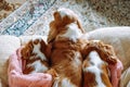 Big dog Cavalier King Charles Spaniel and two little ones rest on blanket. Canines with red and white fur lie on sofa. Royalty Free Stock Photo