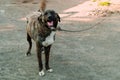 Big dog on a chain Royalty Free Stock Photo