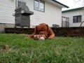 Big dog chewing on a bone