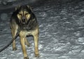 Big dog on the circuit in winter. Alabay breed dogs. Royalty Free Stock Photo