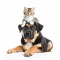 Big dog and cute cat together, kitten lies on head of dog on white background close-up, wonderful illustration Royalty Free Stock Photo