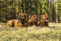 Big dog. Dogue de Bordeaux. French Mastiff Royalty Free Stock Photo