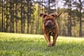 Big dog. Dogue de Bordeaux. French Mastiff Royalty Free Stock Photo