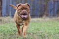 Big dog. Dogue de Bordeaux. French Mastiff Royalty Free Stock Photo