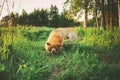 Big dog with fake mane muzzling ground at green beautiful forest Royalty Free Stock Photo