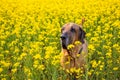 Big dog of fila brasileiro breed in rapeseed field in summer