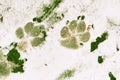Big dog footprint on first snow and green grass Royalty Free Stock Photo
