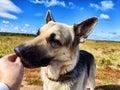 Big dog German Shepherd receives a treat from a woman& x27;s hand in field with green and yellow grass in summer or Royalty Free Stock Photo