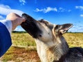 Big dog German Shepherd receives a treat from a woman& x27;s hand in field with green and yellow grass in summer or Royalty Free Stock Photo