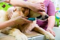 Big dog getting dental care by woman at dog parlor