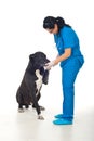 Big dog giving paw to his doctor Royalty Free Stock Photo