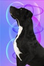 Big dog great dane Royalty Free Stock Photo