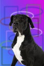 Big dog great dane Royalty Free Stock Photo