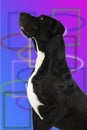 Big dog great dane Royalty Free Stock Photo