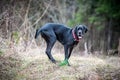 Big dog Great Dane Royalty Free Stock Photo