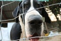 The big dog greatdane fault is punish quarantine in the imp Royalty Free Stock Photo