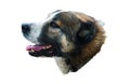 Big dog head on white background Royalty Free Stock Photo