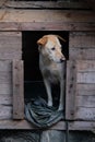 Big dog in his nice small wooden house Royalty Free Stock Photo