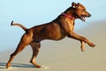 Big dog jump Royalty Free Stock Photo