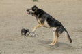 Big dog jumping for ball Royalty Free Stock Photo