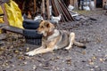 Big dog on a leash in the yard